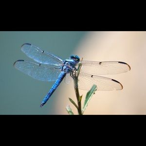 Meet your Posher, Hung